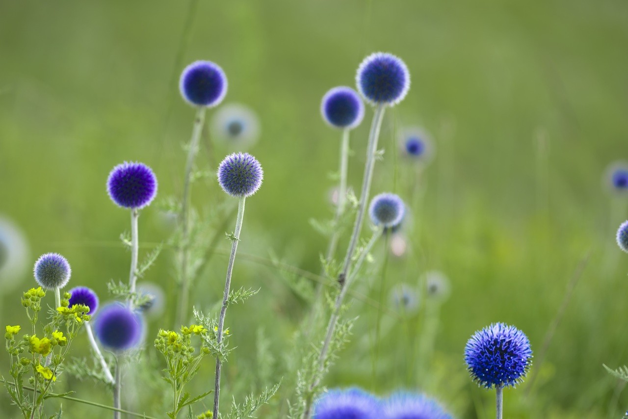 nature-grass-plant-field-lawn-photography-1381025-pxhere.com.jpg
