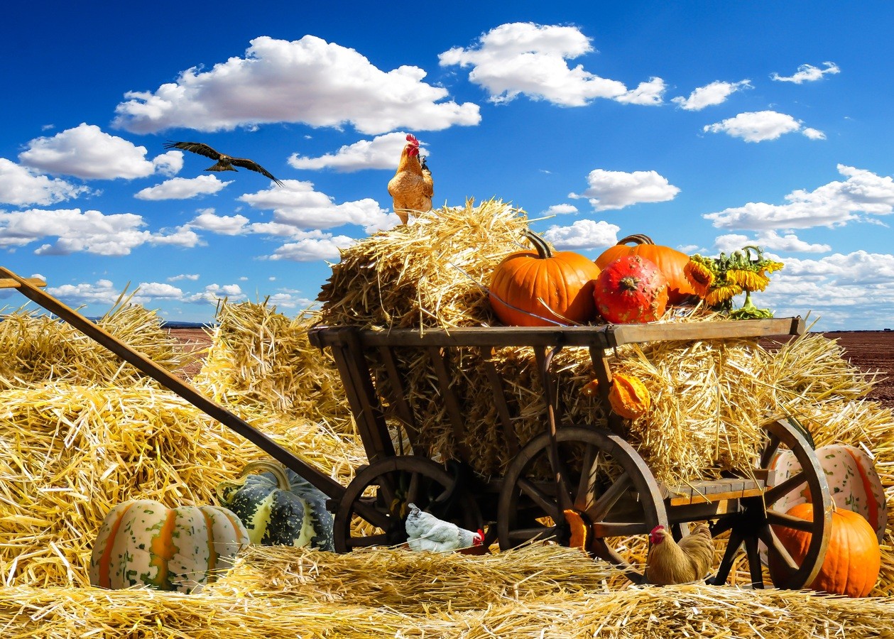 sky-hay-field-cart-flower-rural-491515-pxhere.com.jpg