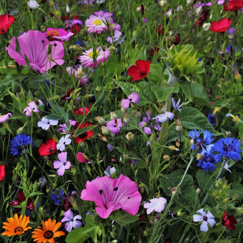 flowers-3524938_1920.jpg