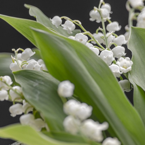 may-lily-5124927_1920.jpg
